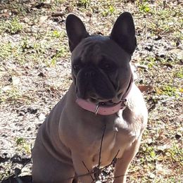 Lala - French Bulldog