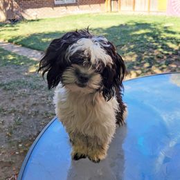 Companion Cross Puppies from Puppies Full of Love