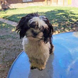 Companion Cross Puppies from Puppies Full of Love