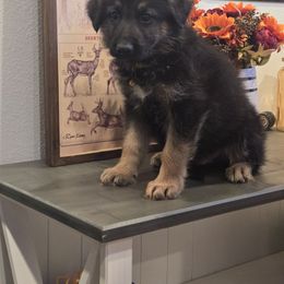 Orange collar - Black and tan male German Shepherd puppy in Berry, Alabama from Whisper Gray