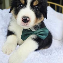Please read description - Black tri male Miniature American Shepherd puppy in Georgetown, California from Foothill Aussies