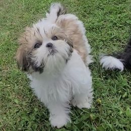 Girl 2 - Tricolor female Shih Tzu puppy in Bishop, California from Shih Tzu G-ma