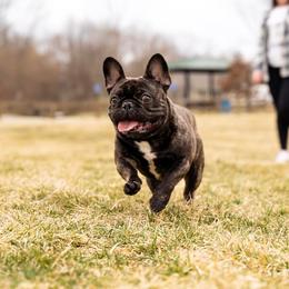 Rev - French Bulldog