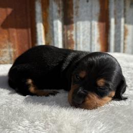 Black and tan girl - Black and tan female Dachshund puppy in Defuniak Springs, Florida from Anastasia Knight's Cocker Spaniels