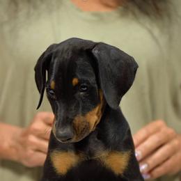 Royal Blue collar - Black and rust male Doberman Pinscher puppy in Santa Clarita, California from Riviera Dobermans