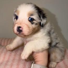 Birdie - Blue merle female Australian Shepherd puppy in Anniston, Alabama from All Hale Aussies
