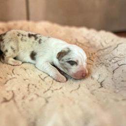 Chanel - Red merle female Australian Shepherd puppy in Statesville, North Carolina from Charming Australian Shepherds