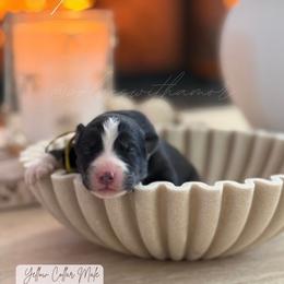 Scorpion - Black and white male Siberian Husky puppy in Lodi, California from Wolves with Amor