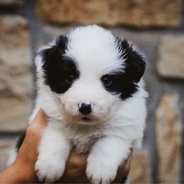 Dice - Black male Border Collie puppy in Dallas, Texas from Effervescent Border Collies