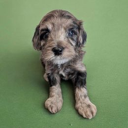 Maltipoos from Horst Maltipoo Puppies