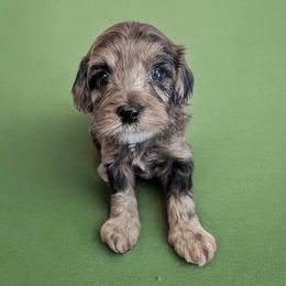 Maltipoos from Horst Maltipoo Puppies