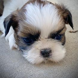 Shih Tzu Puppies from Willow Lane Shih Tzus