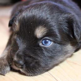 Griffon - Black male Australian Shepherd puppy in Sonoita, Arizona from Gardner Canyon Kennels