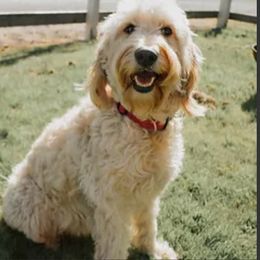 Lacey - Goldendoodle