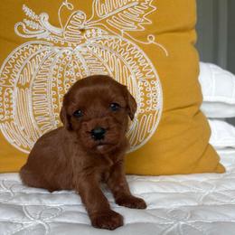 Cinnamon - Brown female Cavapoo puppy in Gap, Pennsylvania from Coles Cavapoo’s
