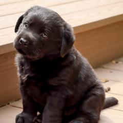 Hobbes - Black male Labrador Retriever puppy in Camden, Indiana from Prebleridge Acres