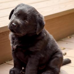 Hobbes - Black male Labrador Retriever puppy in Camden, Indiana from Prebleridge Acres