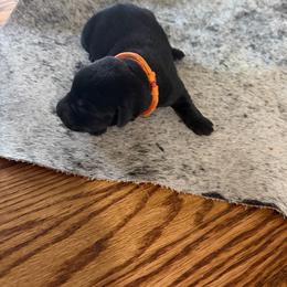 Orange- Boy - Black male Labrador Retriever puppy in Monticello, Kentucky from Cody Sullivan