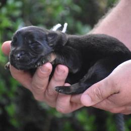 Purple Collar female - Black and red female German Shepherd puppy in Marianna, Florida from Haus M Godwin