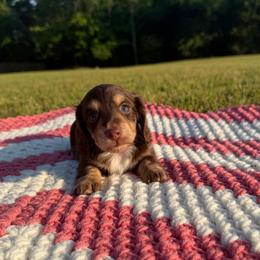 Sadie - Brindle female Dachshund puppy in New Albany, Mississippi from Double A. Doxies