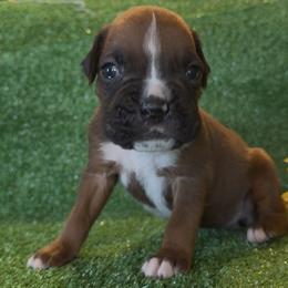 HADES -AKC - Fawn male Boxer puppy in Verden, Oklahoma from Bar H Boxers