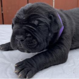 Cane Corso Puppies from Busch Kennels LLC