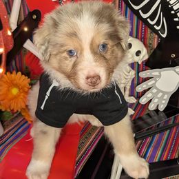 Spokes - Red merle male Australian Shepherd puppy in Arlington, Texas from Firelight Australian Shepherds
