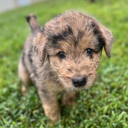 Molly - Merle female Assorted Doodle Crosses puppy in Kansas City, Missouri from Beary GoldenDoodles