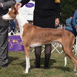 Ferdinand - Ibizan Hound