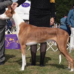 Ferdinand - Ibizan Hound