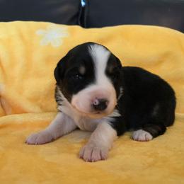 Pitaya - Black tri-color female Australian Shepherd puppy in Albany, Oregon from Red Cloud Australian Shepherds and DeGray Great Danes & Bulldogs