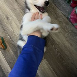 Siberian Husky Puppies from McDonald's Homegrown Huskies