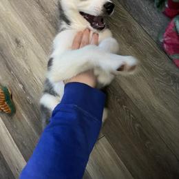 Siberian Husky Puppies from McDonald's Homegrown Huskies
