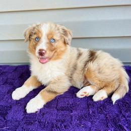 Ollie - Red merle male Australian Shepherd puppy in Charlotte, North Carolina from Awesome Aussies