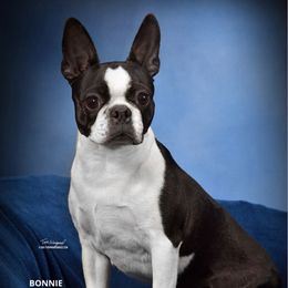 Bonnie - Boston Terrier