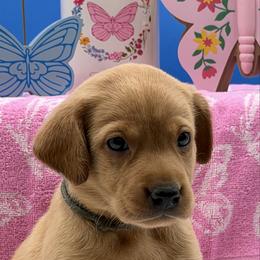 Gray - Yellow female Labrador Retriever puppy in Heath Springs, South Carolina from Rich Hill Retrievers