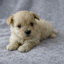 Teddy - White male Miniature Schnauzer puppy in Oklahoma City, Oklahoma from L & R Miniature Schnauzers