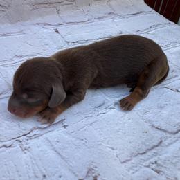 Peter - Chocolate and tan male Dachshund puppy in Colbert, Oklahoma from Brooke Crenshaw