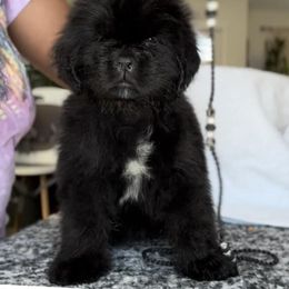 Newfoundland Puppies from Knallhart Kennels
