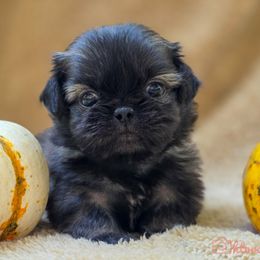Grey blue collar - Gray sable male Pekingese puppy in Conroe, Texas from SFLK