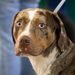 Camo - Catahoula Leopard Dog