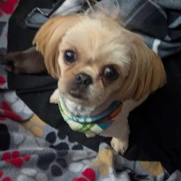 Lillie - Shih Tzu