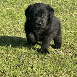 Buster (orange) - Black Labrador Retriever puppy in Gerber, California from In The Zone Dog Training and Breeding