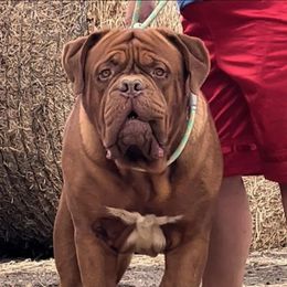 Knox - Dogue de Bordeaux