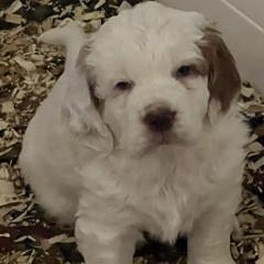 Clumber Spaniel Puppies from Briton Clumber Spaniels