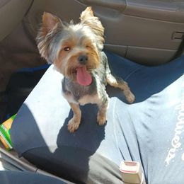 Jack - Yorkshire Terrier