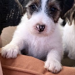 Boy 1 - Tri-color male Russell Terrier puppy in Oklahoma from Elite Russell Terriers