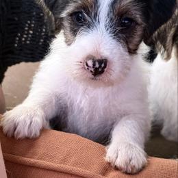 Boy 1 - Tri-color male Russell Terrier puppy in Oklahoma from Elite Russell Terriers