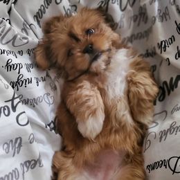 Shih Tzus from SavANA Shih Tzus
