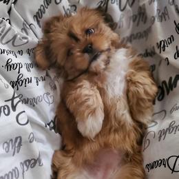 Shih Tzus from SavANA Shih Tzus
